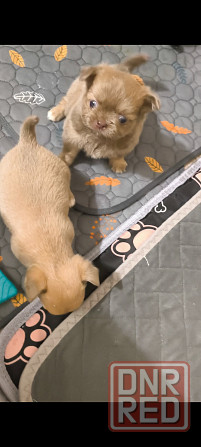 Чихуахуа щенки Донецк - изображение 4