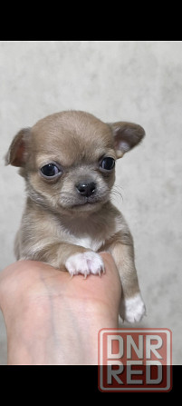 Чихуахуа щенки Донецк - изображение 1