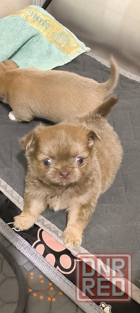 Чихуахуа щенки Донецк - изображение 3