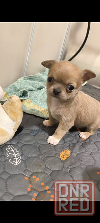 Чихуахуа щенки Донецк - изображение 2