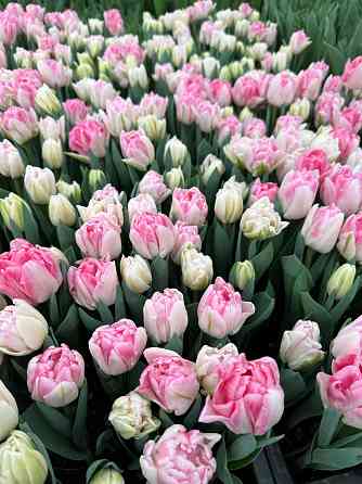 Тюльпаны оптом к 8 марта Донецк
