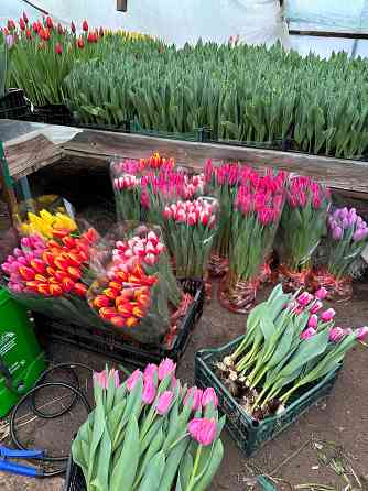 Тюльпаны оптом к 8 марта Донецк