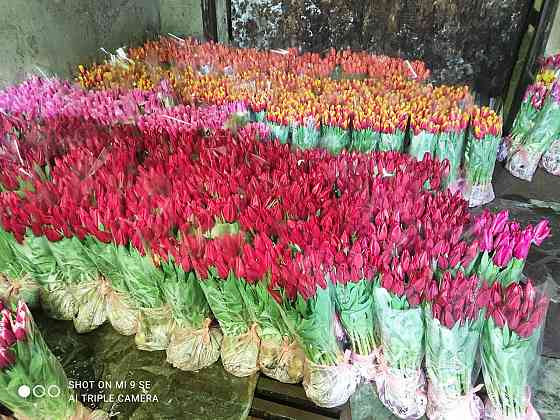 Тюльпаны оптом к 8 марта Донецк