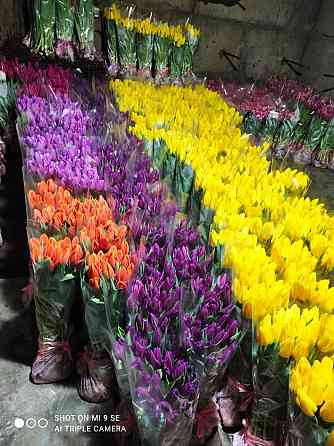 Тюльпаны оптом к 8 марта Донецк