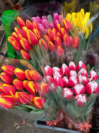 Тюльпаны оптом к 8 марта Донецк