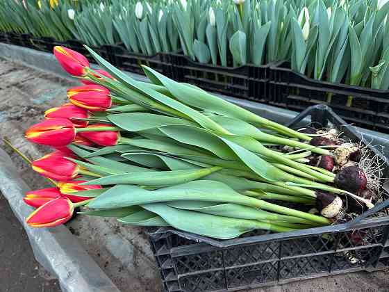 Тюльпаны оптом к 8 марта Донецк