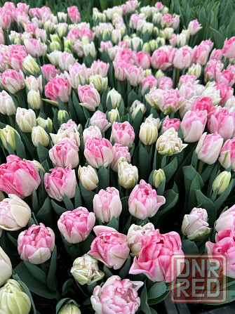 Тюльпаны оптом к 8 марта Донецк - изображение 6