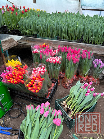Тюльпаны оптом к 8 марта Донецк - изображение 4