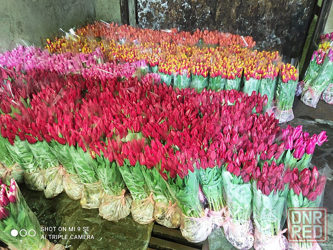 Тюльпаны оптом к 8 марта Донецк - изображение 2