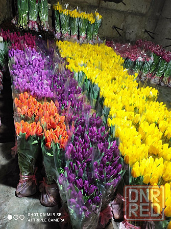 Тюльпаны оптом к 8 марта Донецк - изображение 1