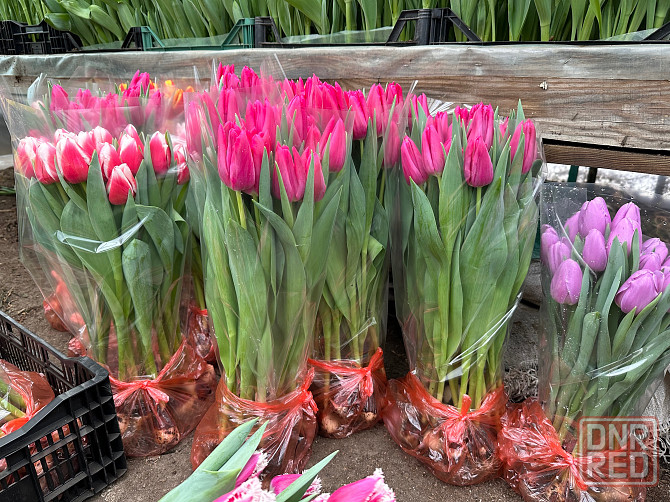 Тюльпаны оптом к 8 марта Донецк - изображение 8