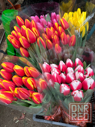 Тюльпаны оптом к 8 марта Донецк - изображение 5