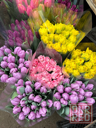 Тюльпаны оптом к 8 марта Донецк - изображение 7