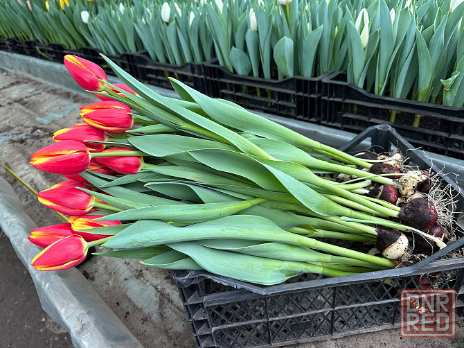 Тюльпаны оптом к 8 марта Донецк - изображение 3