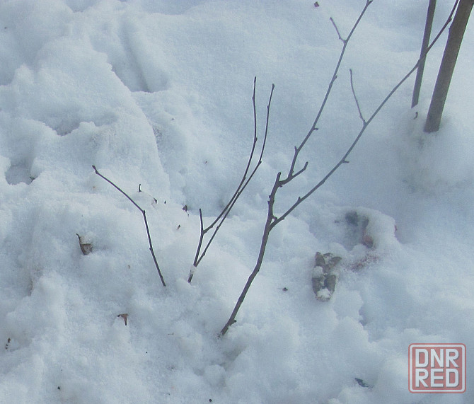 Такой-то прекрасный саженец Донецк - изображение 1