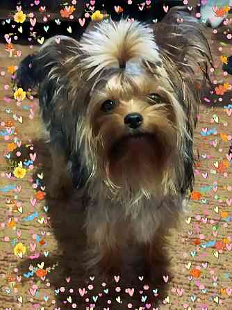 Щенок йорка Макеевка