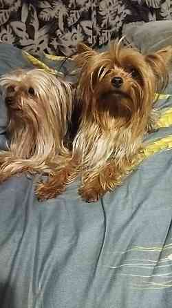 Щенок йорка Макеевка