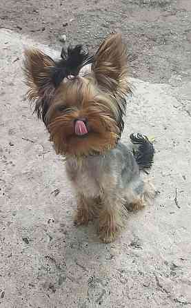 Щенок йорка Макеевка