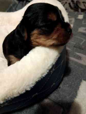 Щенок йорка Харцызск