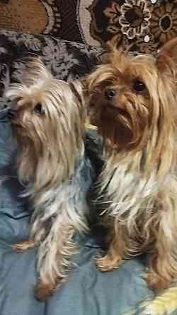 Щенок йорка Макеевка