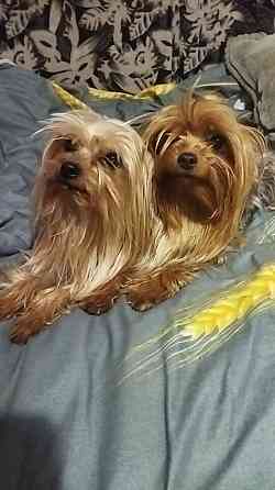 Щенок йорка Макеевка