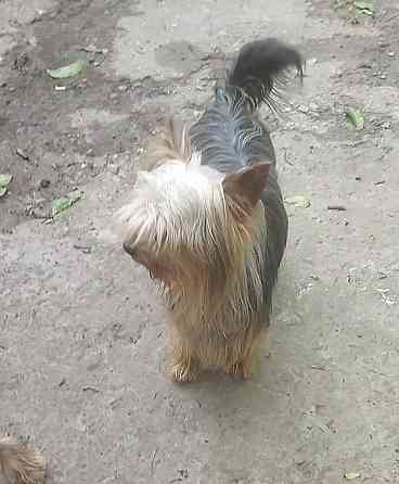 Щенок йорка Макеевка