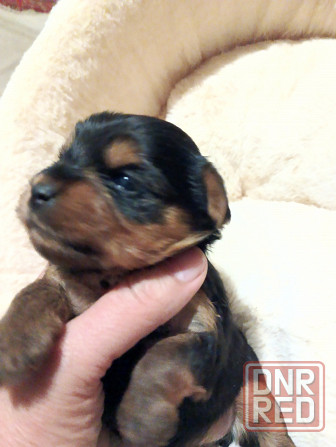 Щенок йорка Харцызск - изображение 1