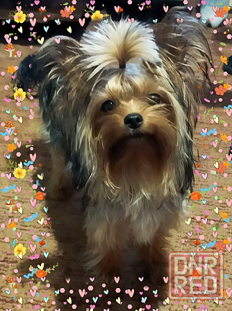 Щенок йорка Макеевка - изображение 2