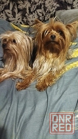Щенок йорка Макеевка - изображение 6