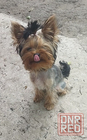 Щенок йорка Макеевка - изображение 3
