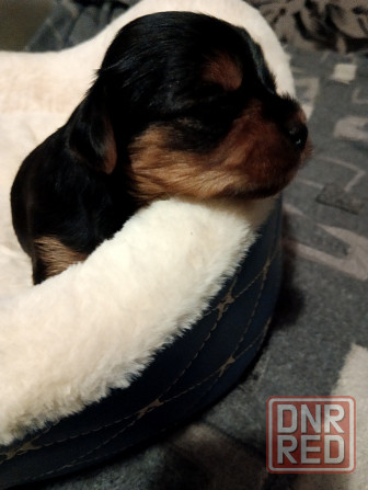 Щенок йорка Харцызск - изображение 2