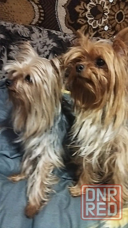 Щенок йорка Макеевка - изображение 5