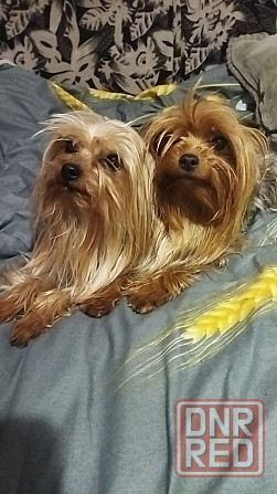 Щенок йорка Макеевка - изображение 1