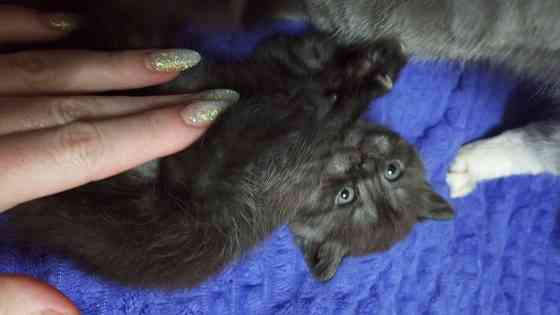 Котенок Британец Харцызск