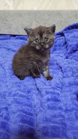 Котенок Британец Харцызск