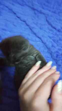 Котенок Британец Харцызск