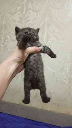 Котенок Британец Харцызск