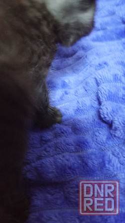 Котенок Британец Харцызск - изображение 2