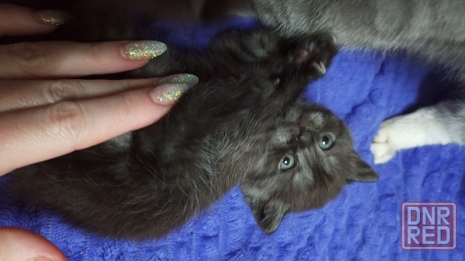 Котенок Британец Харцызск - изображение 1