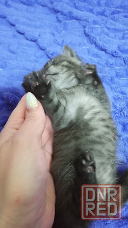 Котенок Британец Харцызск - изображение 4