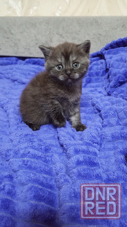 Котенок Британец Харцызск - изображение 6