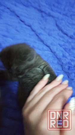 Котенок Британец Харцызск - изображение 5