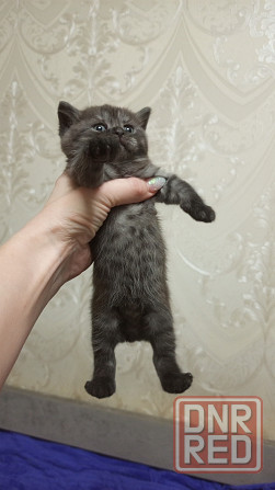 Котенок Британец Харцызск - изображение 3