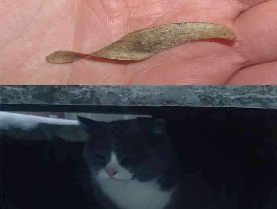 Who Джарты, я "Инфицирован" Донецк