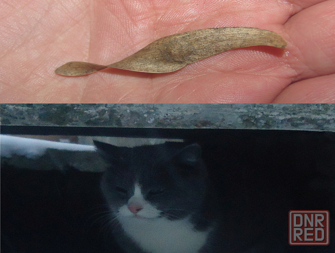 Who Джарты, я "Инфицирован" Донецк - изображение 1