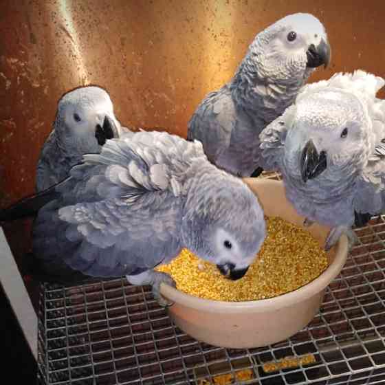 Попугаи Жако птпнцы Мелитополь