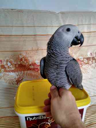 Попугаи Жако птпнцы Мелитополь