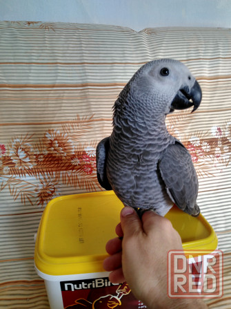 Попугаи Жако птпнцы Мелитополь - изображение 2