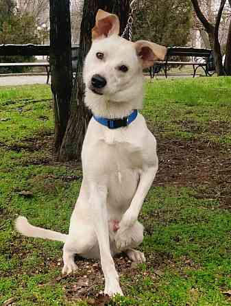 Щенок в добрые руки Донецк