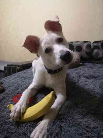 Щенок в добрые руки Донецк